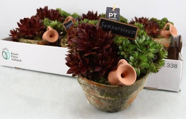 <h4>ARR SEMPERVIVUM</h4>