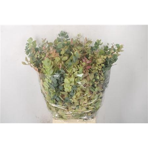 Euc Stuartiana Autumn Per Bunch