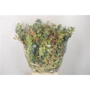 Euc Stuartiana Autumn Per Bunch