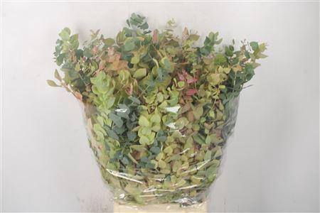 <h4>Euc Stuartiana Autumn Per Bunch</h4>