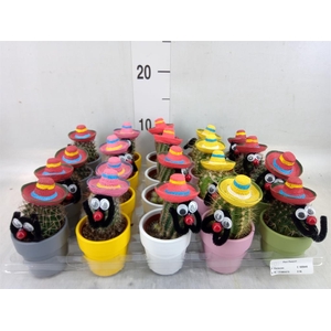 Cactus   ...decorated