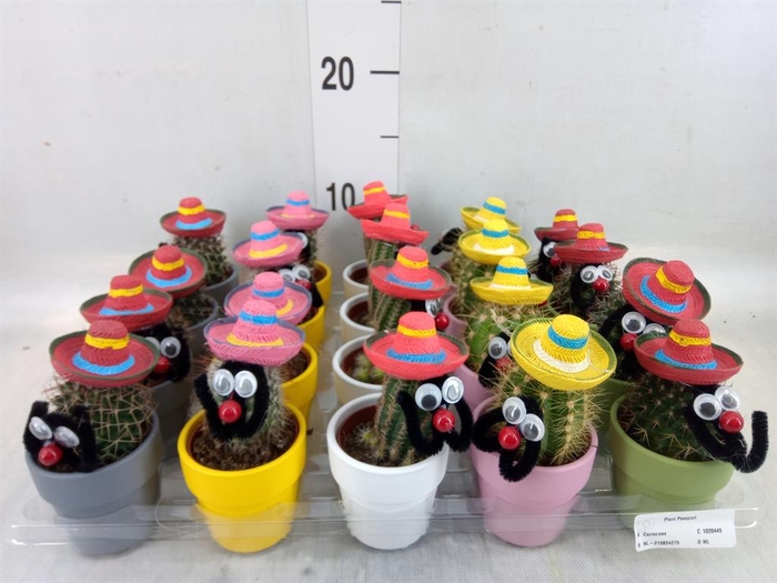 <h4>Cactus   ...decorated</h4>