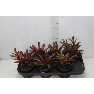 NEOREGELIA FIRE BALL P15