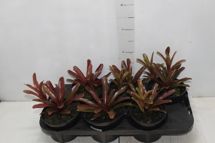 NEOREGELIA FIRE BALL P15