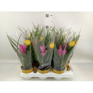 Tillandsia cyanea 'Josee'