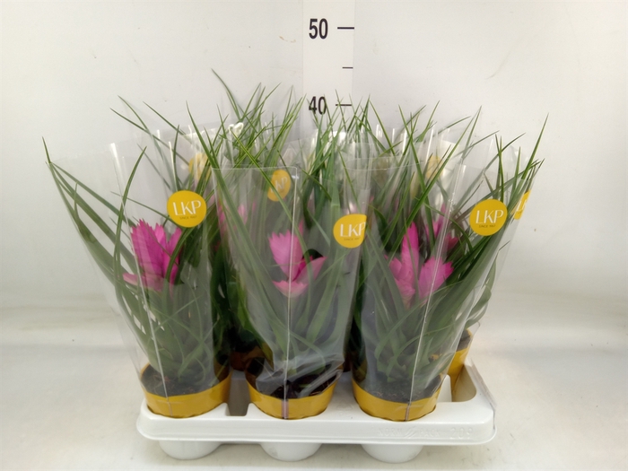 <h4>Tillandsia cyanea 'Josee'</h4>