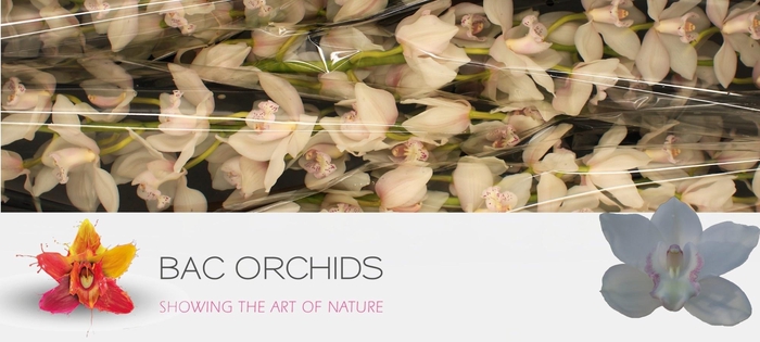 <h4>CYMB T SNOWCASTLE</h4>