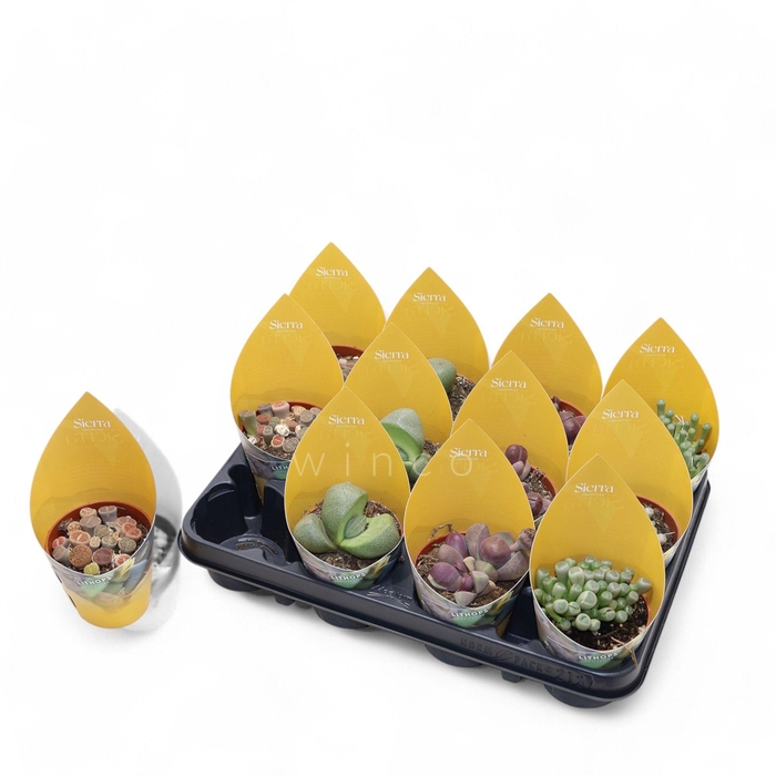 <h4>Lithops Mix (4spc.) (sierra)</h4>