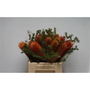 Banksia Ericifolia