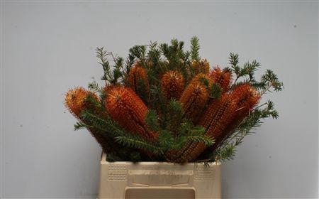 <h4>Banksia Ericifolia</h4>