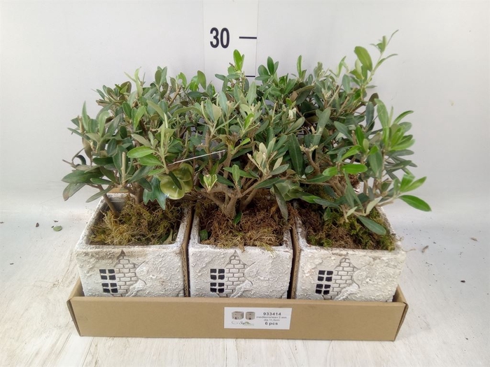 <h4>Arr.   Kamerplant Groen L%</h4>