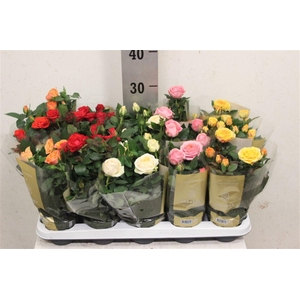 Rosa Kordana Grande gemengd