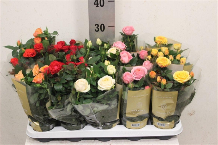 <h4>Rosa Kordana Grande gemengd</h4>