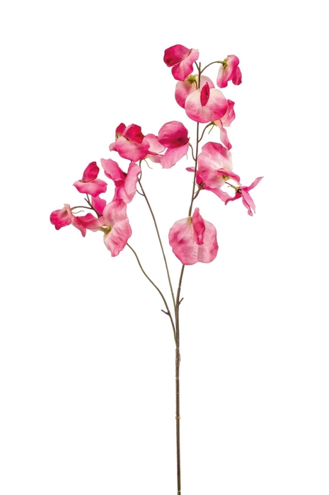 <h4>Lathyrus spray pink 75cm</h4>