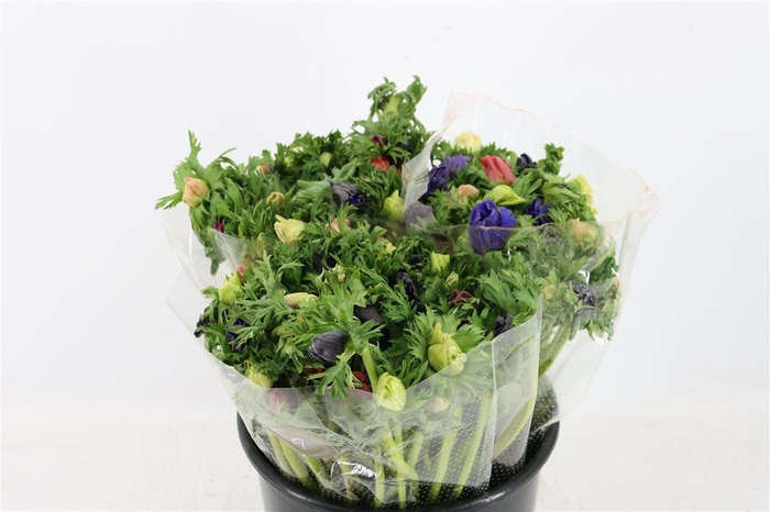 <h4>Anem Marianne Mixed</h4>