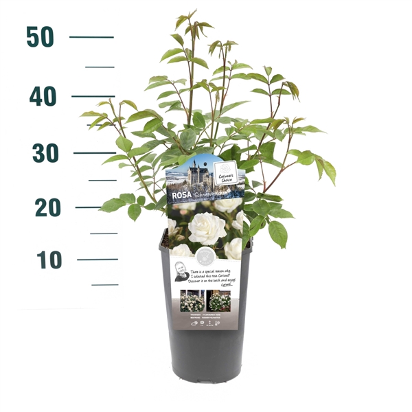 <h4>Rosa 'Schneewittchen' - Struik - C3rp - Categorie 2</h4>