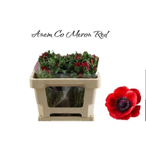 ANEM CO MERON RED