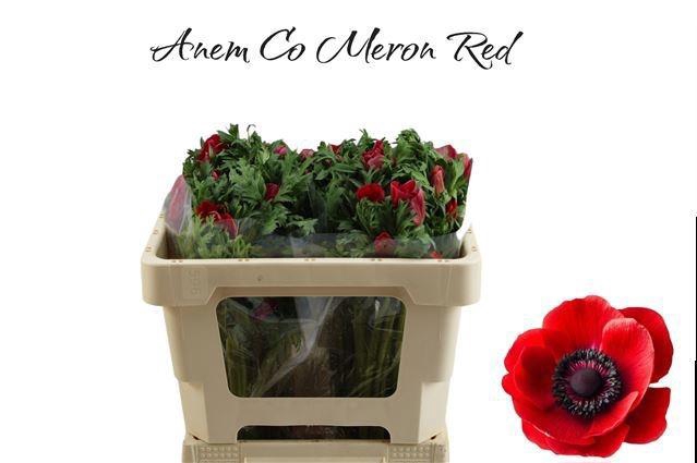 <h4>ANEM CO MERON RED</h4>