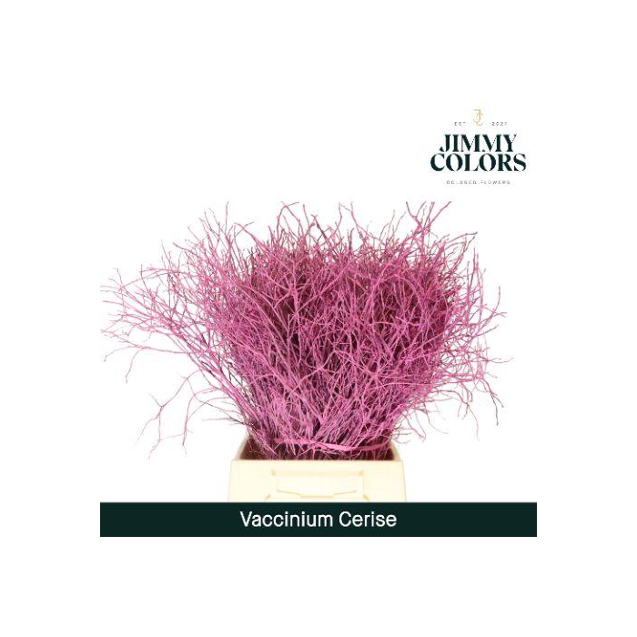 <h4>Vaccinium L50 Klbh. Cerise</h4>