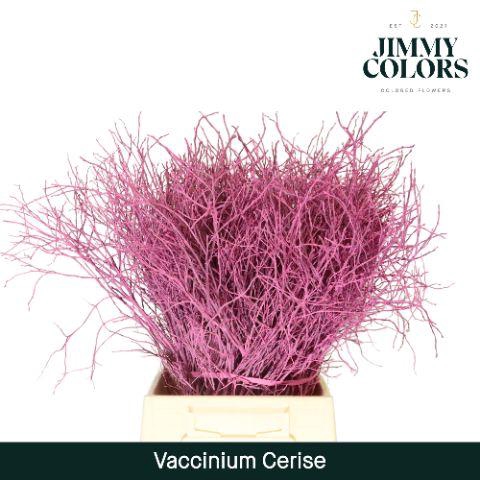 <h4>Vaccinium L50 Klbh. Cerise</h4>