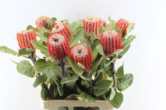 Banksia Coccinea