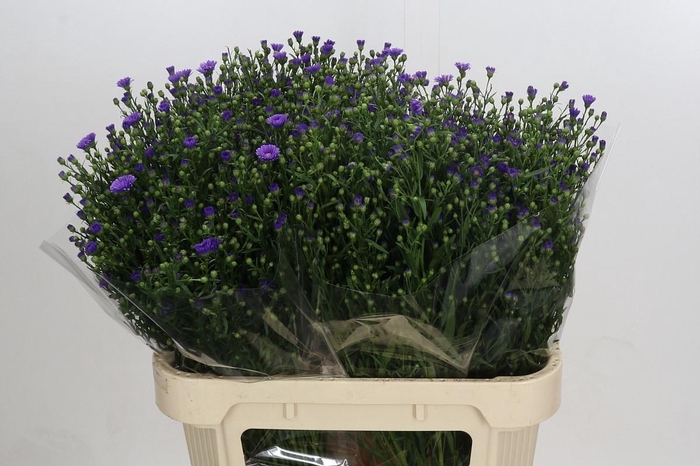 <h4>Ast Casamare</h4>