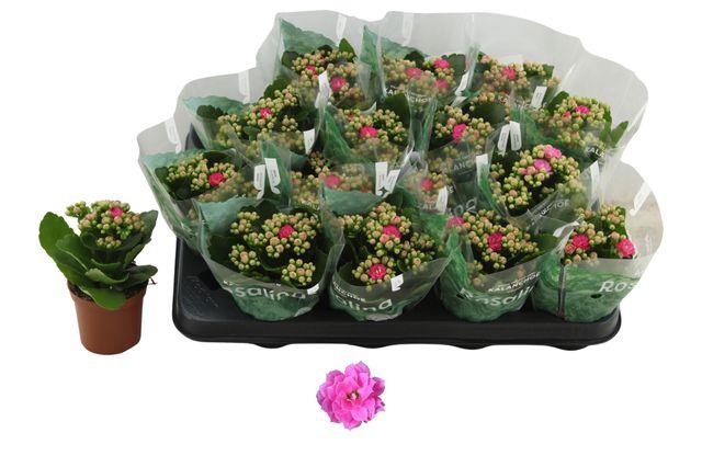 <h4>KALAN CALAN PINK NANDO P7</h4>