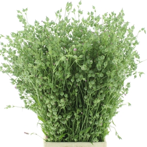 Silene Conica Balletje-balletje Per Bunch