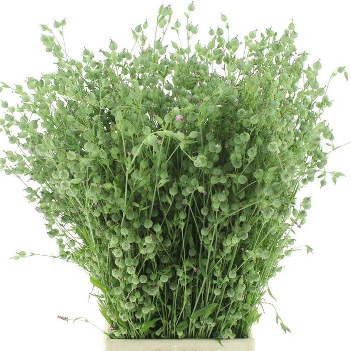 <h4>Silene Conica Balletje-balletje Per Bunch</h4>