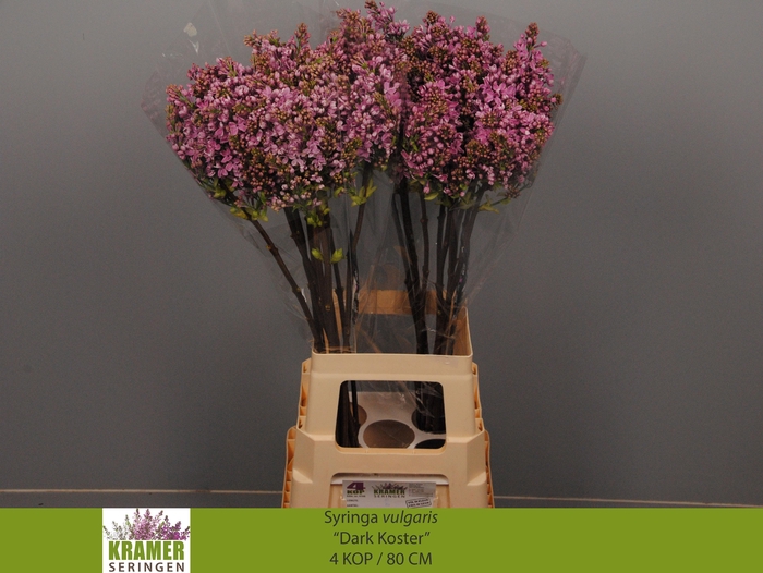 <h4>SYR V DARK KOSTER</h4>