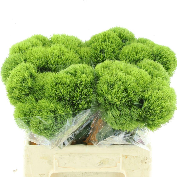 <h4>Di Barb Green Wicky</h4>