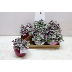 Tradescantia Sweetness Pink Mix Keramiek