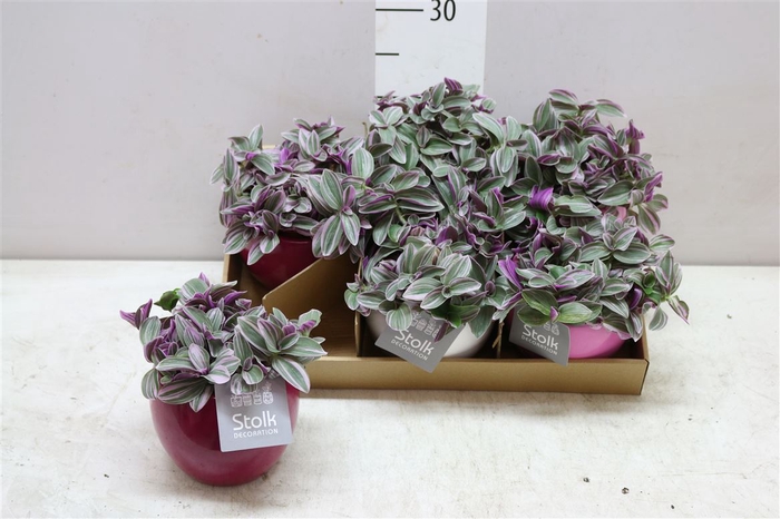 <h4>Tradescantia Sweetness Pink Mix Keramiek</h4>