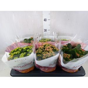Kalanchoe blos. 'RoyalDon'   ..mix