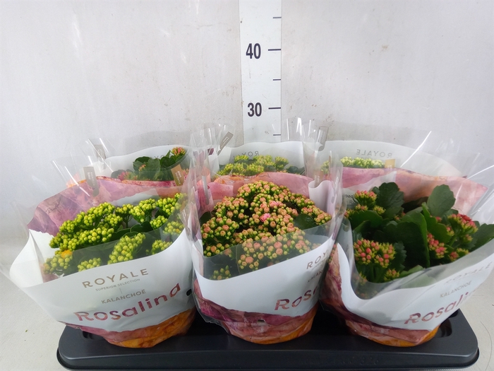 <h4>Kalanchoe blos. 'RoyalDon'   ..mix</h4>
