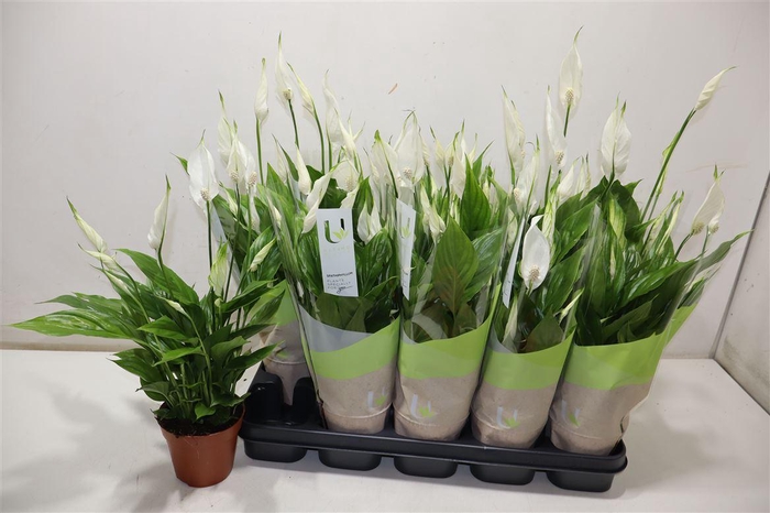 <h4>Spath Torelli</h4>