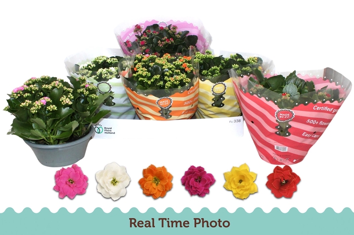 <h4>KAL GE GEM 6 KL</h4>