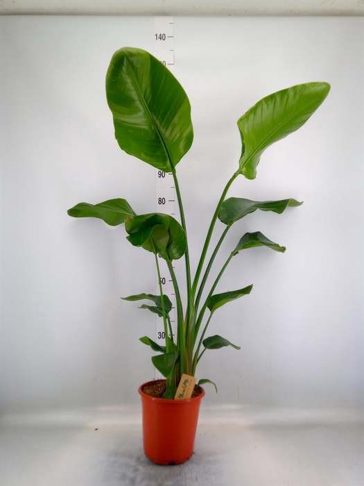 <h4>Strelitzia nicolai</h4>
