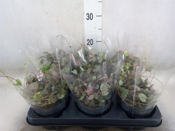 <h4>Ceropegia woodii ssp. woodii</h4>