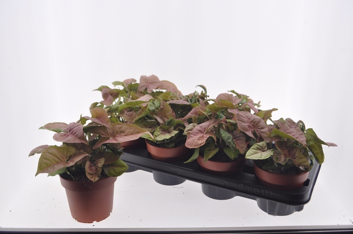 <h4>SYNG PODOPHYLLUM</h4>