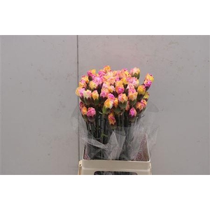 Di St Tinted Tropical 1703