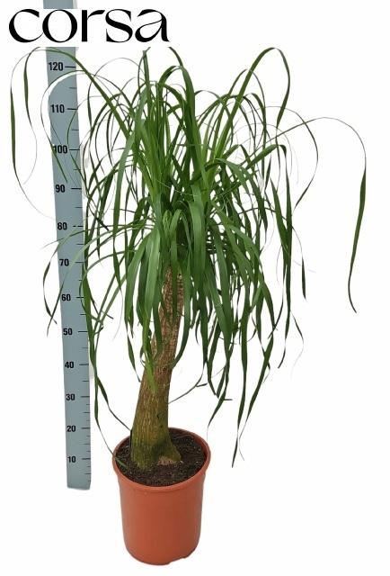 <h4>BEAUCARNEA RECUR</h4>