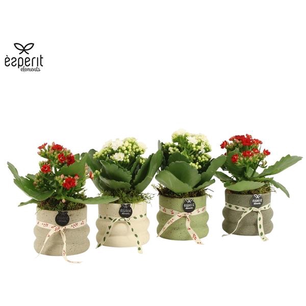 <h4>Arrangementen Kerst 6%</h4>