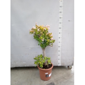 Crassula ovata 'Sunset'