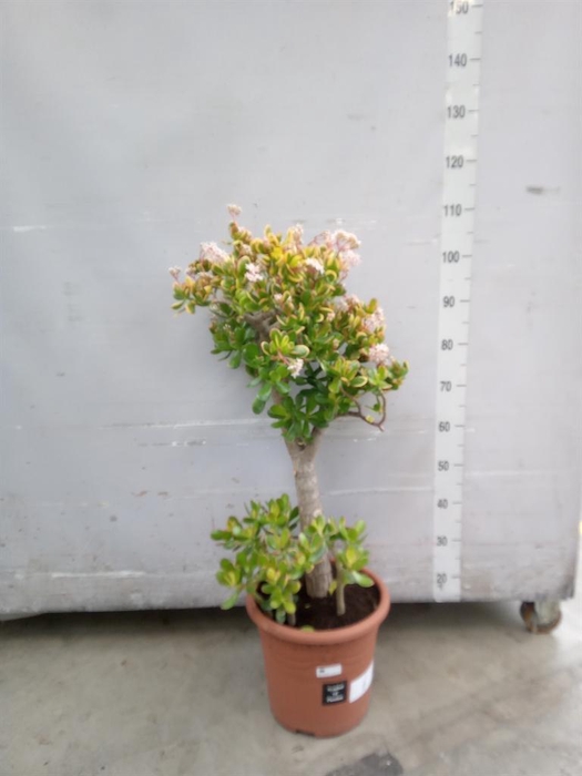 <h4>Crassula ovata 'Sunset'</h4>