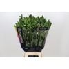 Alstroemeria Gigi Cream