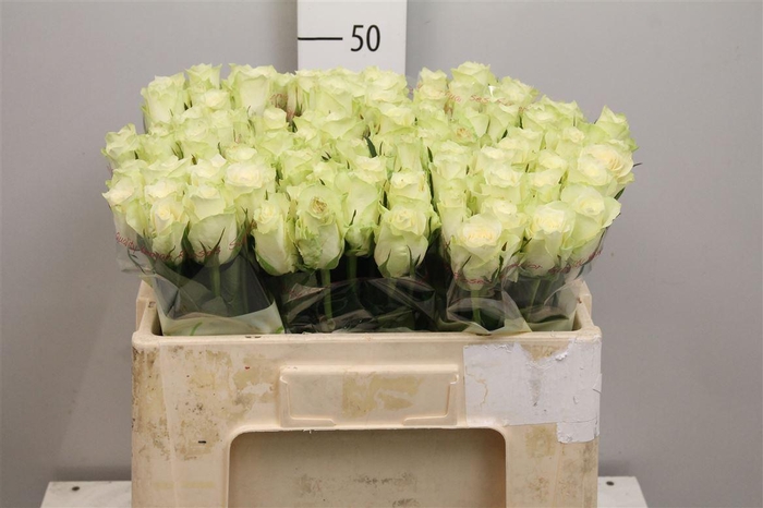 <h4>R Gr Athena</h4>