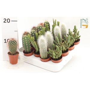 Cactus gemengd