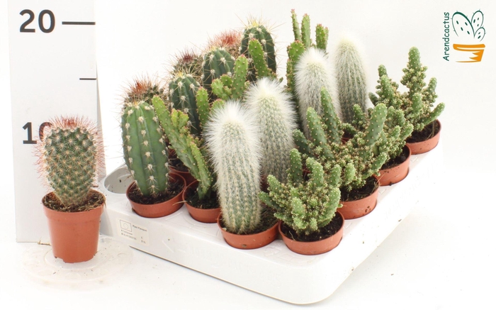 <h4>Cactus gemengd</h4>