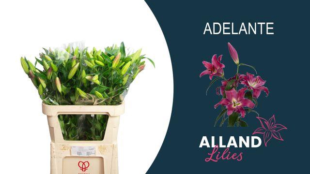 <h4>Li Ot Adelante</h4>